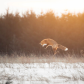 Early Fox gets the Vole