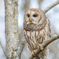 Grumpy Barred Owl.