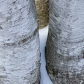 Three Birch Tree Trunks