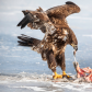 Juvenile Bald Eagle Eating