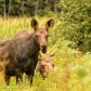 Curious Calf 