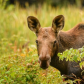 Moose Calf Explores 