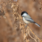 Sweet Chickadee 