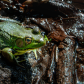 Green Frog
