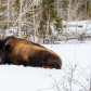 Canada's North