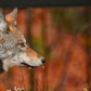 Portrait of an Eastern Wolf 
