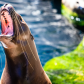 Hungry Sea Lion 