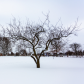 Lone Tree