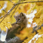 Fall Marten 