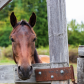 Horsing Around