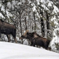 On the move first winter 