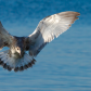 Baby Gull
