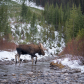 Moose on the move