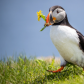 Puffin Gathering Nesting Material