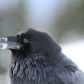 Winter Raven