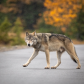 Gray wolf on the move