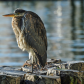 Heavy Metal Heron