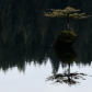 Douglas Fir Bonsai Tree