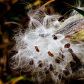 Milkweed Seeds