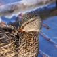 Icy preening