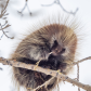 Porcupine and Poplar