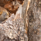 Squirrel Eating Seeds