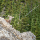 Young Bighorn Sheep