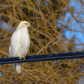 Leucistic Red-tailed Hawk