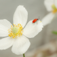 Lily Beetle