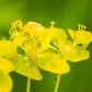 Golden Crab Spider