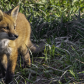 Little Red Fox Kit in a Big World