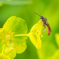 Ichneumon Wasp
