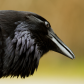 Raven's profile
