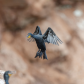 cormorant incoming to nest of P.E.I. cost 