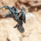 cormorant incoming to nest of P.E.I. cost 