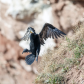 cormorant incoming to nest of P.E.I. cost 