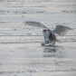 Icy Landing.