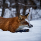 Red Fox hunting.