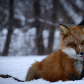 Red Fox hunting.