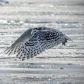 Flying over ice.