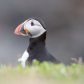 Puffin
