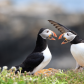 Puffin