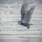 Showing off my wings.