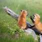 Fox Kit