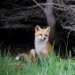 Fox Kit