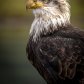 Eagle Portrait