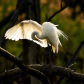 Great Egret preening.
