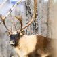 Curious Caribou