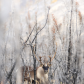 Curious Caribou