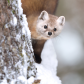 Marten